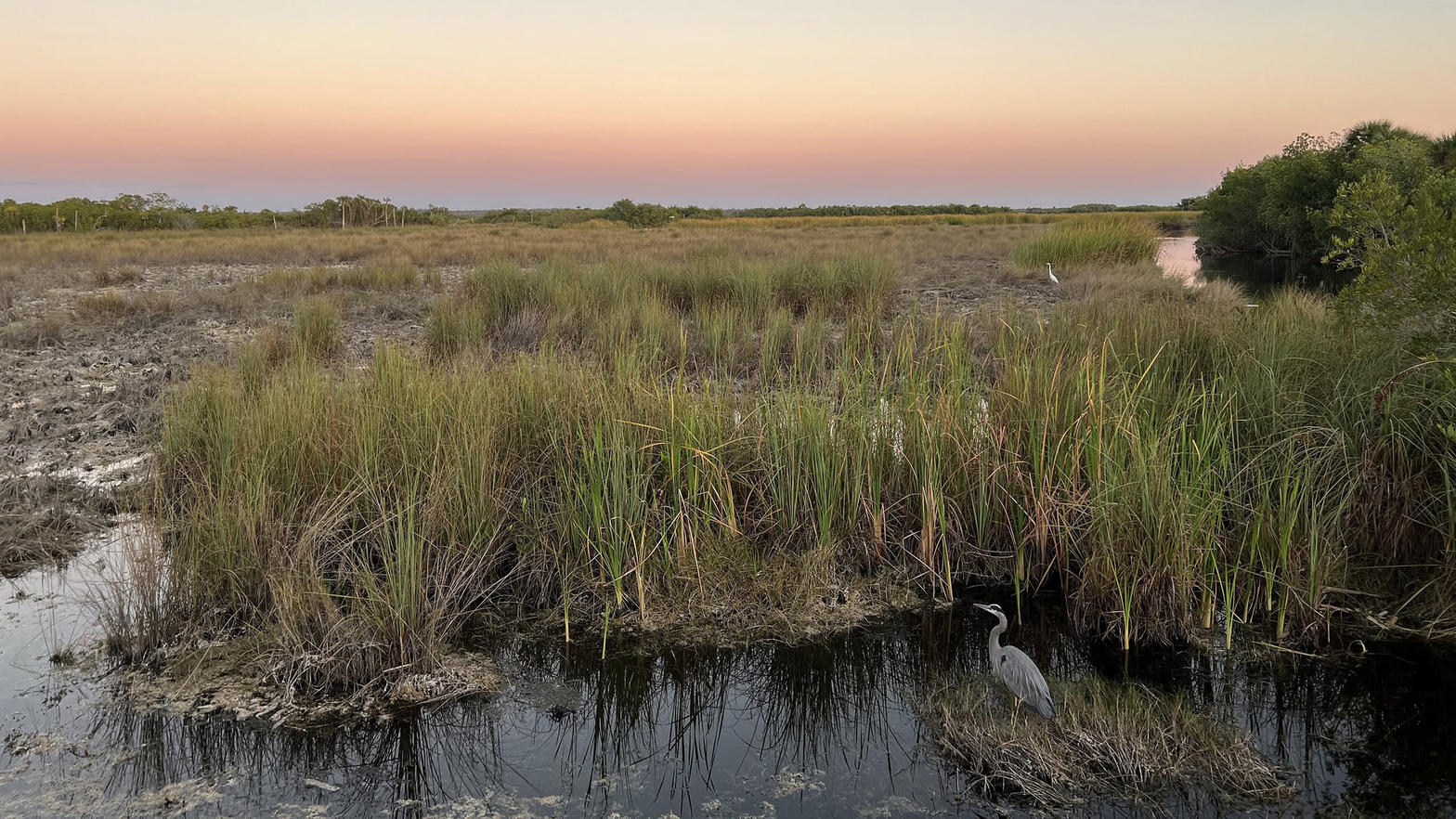 Wetland marsh and sawgrass landscape